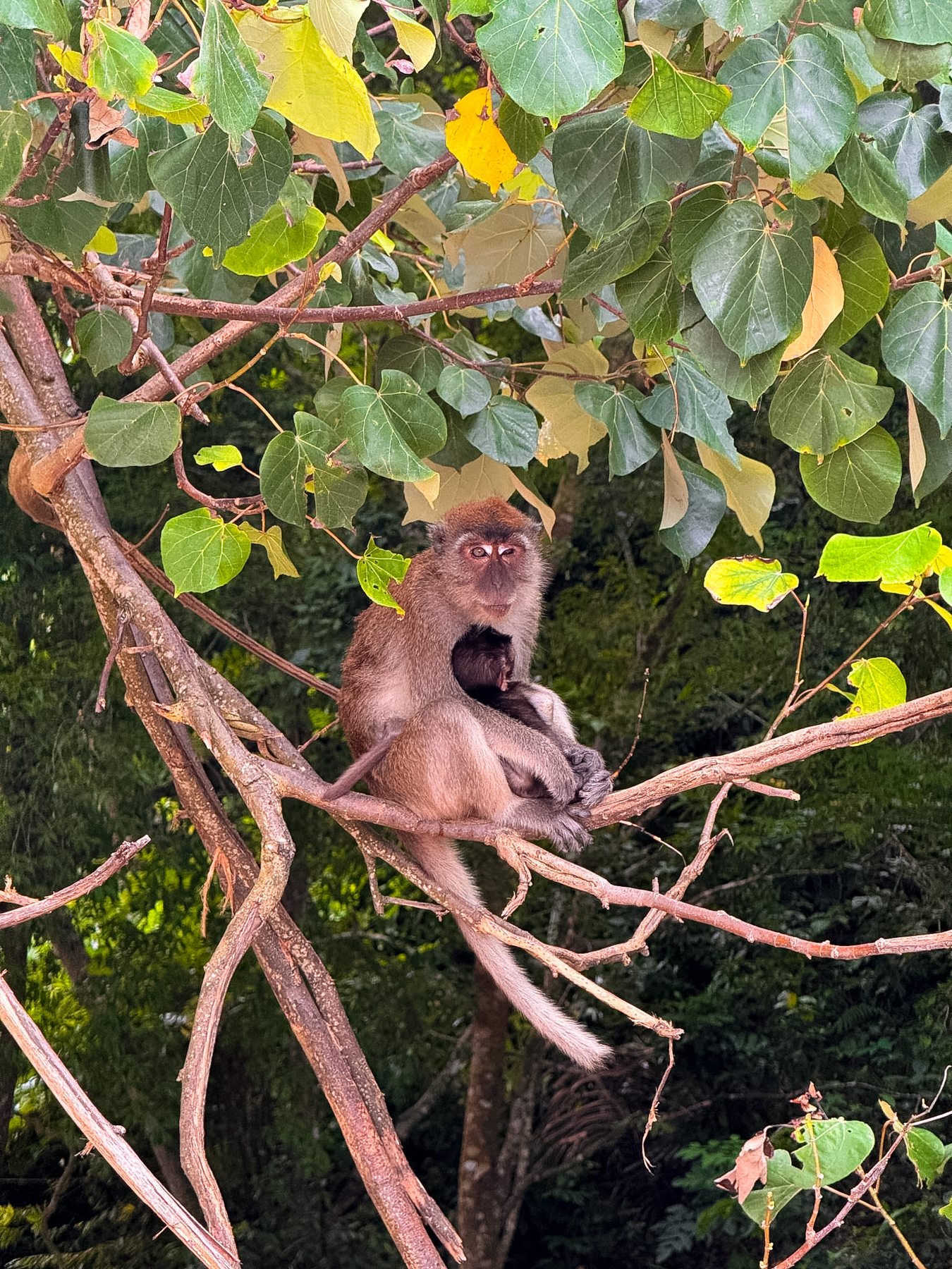 Wild macaque with baby resting in a tree, Thailand